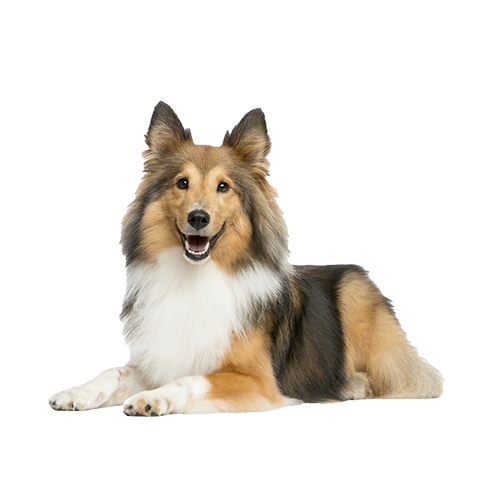 หมา สุนัข-logo