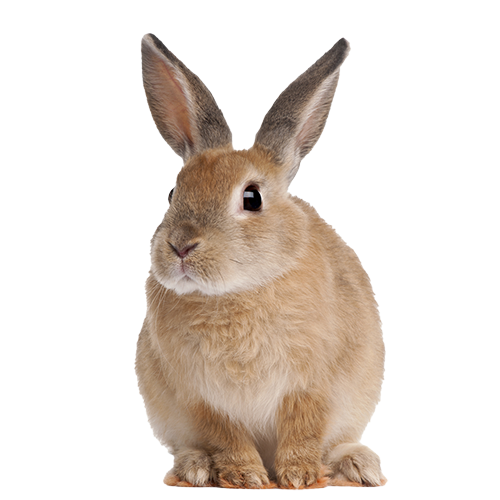 กระต่าย-logo